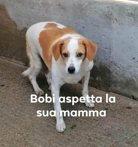 BOBI 13 ANNI TAGLIA MEDIA IN CANILE DAL 2011 - Foto 4
