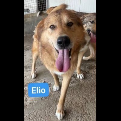 ELIO e EMERSON DIMENTICATI CANI SOCIEVOLI E AMOREVOLI IN ADOZIONE