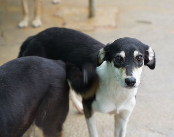 LICIA delicata e tranquilla - Foto 4