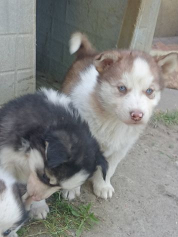Cuccioli di Siberian husky - Foto 2