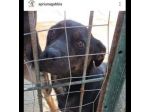 GUGLIELMINO 8 CHILI DI TENEREZZA CAGNOLINO IN ADOZIONE
