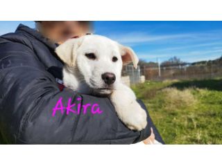 La dolcezza di AKIRA, simil labrador, ti aspetta. Adottala!