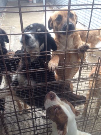 BAUCINA, dolcissima cagnolina affamata d'amore - Foto 4