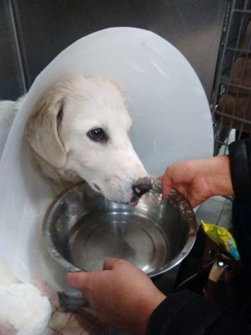 BIANCA, meravigliosa cucciolona di maremmano - Foto 10