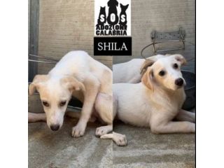 CUCCIOLI IN ADOZIONE