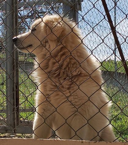 RUNNER CANE IN ADOZIONE - Foto 2