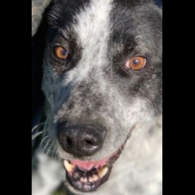 GENTILE E DISCRETO CAGNOLINO IN ADOZIONE