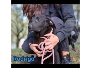 RODRIGO E ABBONDIO CUCCIOLI IN ADOZIONE