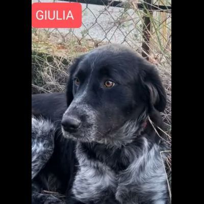 GIULIA e ODETTE una teglia per due CAGNOLINE IN ADOZIONE