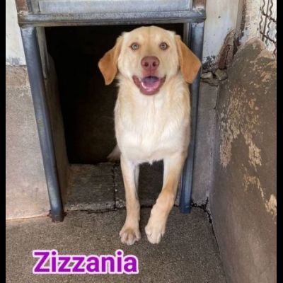ZIGO E ZIZZANIA  CANI IN ADOZIONE taglia media - Foto 2