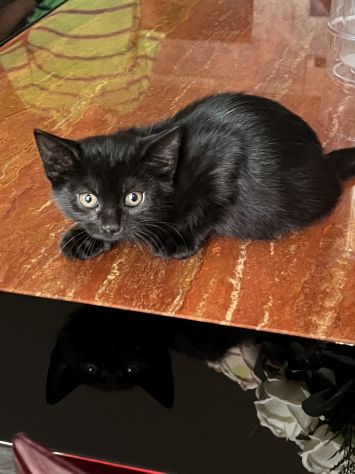 Meravigliosi gattini - Foto 3