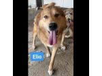 ELIO e EMERSON DIMENTICATI CANI SOCIEVOLI E AMOREVOLI IN ADOZIONE