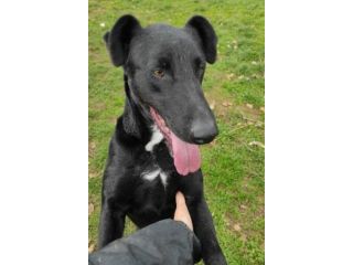 CANE IN ADOZIONE: AARON