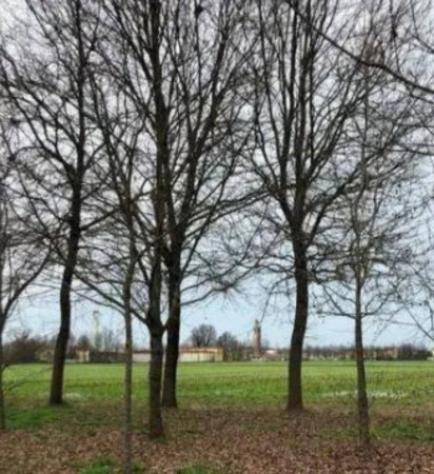 Immobile in asta di 77465 m² in vendita a Bonemerse - Foto 4