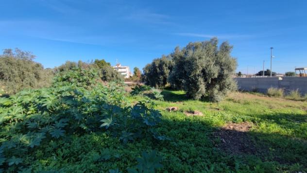 Terreno Agricolo di mq 7000 in strada per Floridia - Foto 4