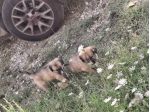 Regalasi cagnolini