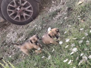 Regalasi cagnolini
