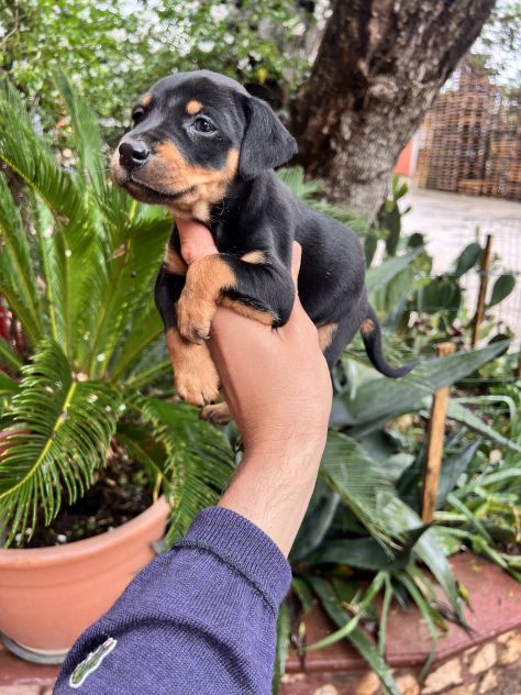 Cuccioli di Pinscher Tedesco - Foto 5