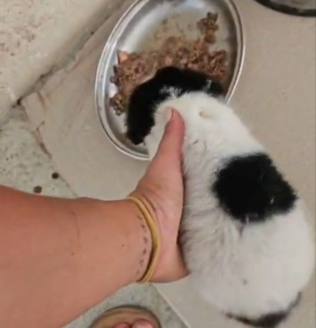 Luisa: 2 mesi taglia contenuta - Foto 4
