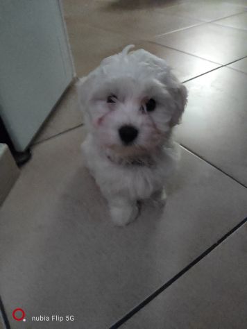 Maltese cucciola - Foto 7