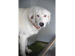 Blanche da cucciola vive in canile