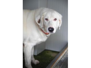 Blanche da cucciola vive in canile