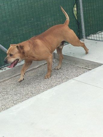 TEKILA, strepitoso molosso - Foto 3