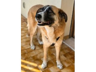 Ambra 4 anni Taglia grande