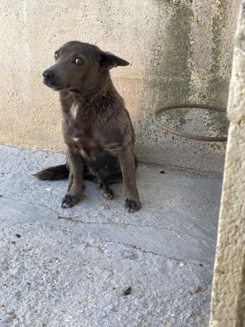 BUTTATA VIA, ORA SI SPEGNE IN CANILE CHICCA 2 ANNI 6 KG TAGLIA PICCOLA - Foto 6