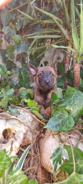 Cucciolata Pastore Belga Malinois Roma Latina Frosinone Rieti Viterbo Lazio - Foto 2