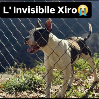 Xiro dimenticato dal mondo intero cane in adozione