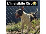 Xiro dimenticato dal mondo intero cane in adozione