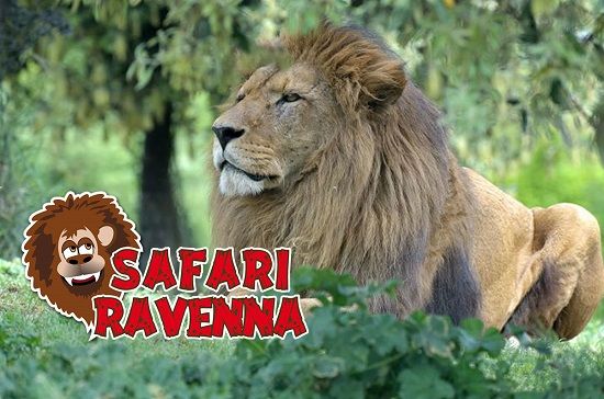 ZOO SAFARI di RAVENNA OTTO BIGLIETTI ORIGINALI: DISPONIBILI anche SINGOLARMENTE - Foto 3
