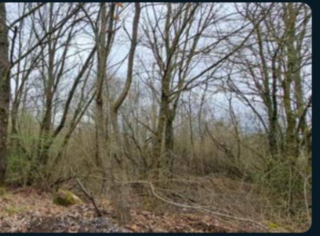 Immobile in asta di 195140 m² in vendita a Piancastagnaio - Foto 6