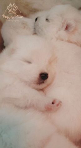 Cuccioli Samoiedo pedigree Enci/FCI