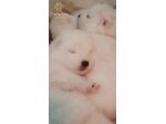 Cuccioli Samoiedo pedigree Enci/FCI