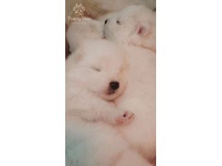 Cuccioli Samoiedo pedigree Enci/FCI