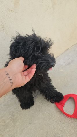 Bibi: barboncino Toy 5 mesi socievole - Foto 2