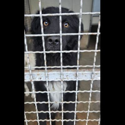 Giò Giò occhi magici, carattere splendido cane in adozione