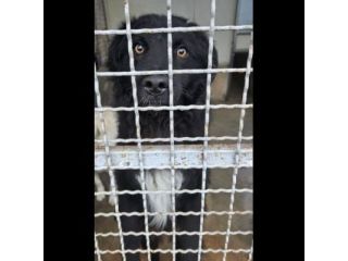 Giò Giò occhi magici, carattere splendido cane in adozione