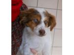 Cucciolino tenerissimo di 3 mesi
