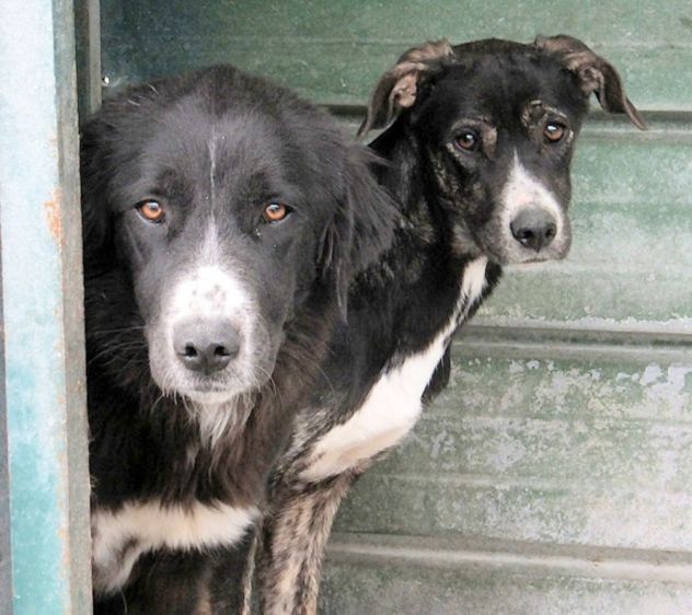 CANE IN ADOZIONE: GEORGIE - Foto 7
