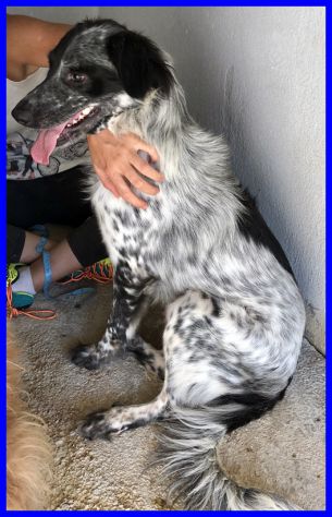 NACHO, DOLCE SIMIL SETTER SOLO INCANILE CERCA CASA - Foto 6