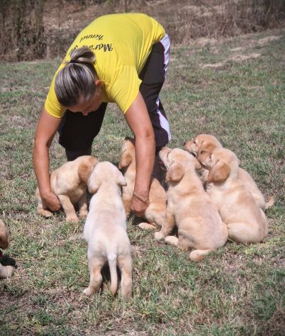 CUCCIOLI DI LABRADOR - MARINA LAB - PEDIGREE DA EXPO - Foto 4