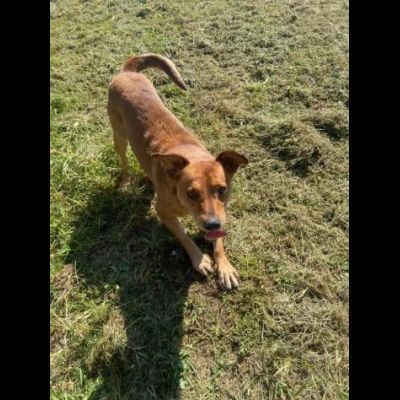 VICTOR TIMIDO E TRANQUILLO, CAGNOLINO IN ADOZIONE - Foto 5
