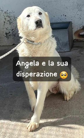 ANGELA 2 ANNI SIMIL MAREMMANA IN CANILE - Foto 2