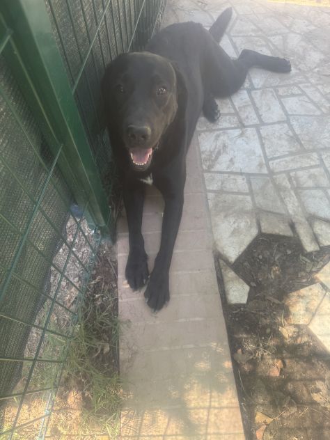 Cuccioli di Labrador miele e neri a Spoleto (PG) - Foto 3