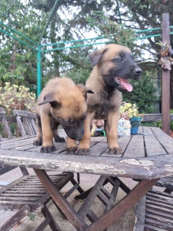 Cuccioli Allevamento Pastore Belga Malinois in Puglia Bari Lecce Taranto Foggia - Foto 8