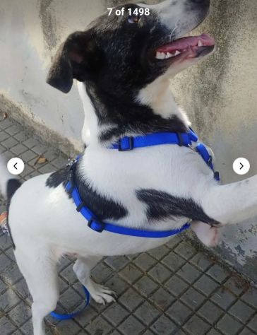 Femmina 3anni TRIPODE Kg15 URGENTE STALLO O ADOZIONE!NUORO - Foto 4