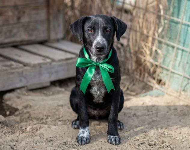 CAGNOLINE IN ADOZIONE UN MONDO DA SCOPRIRE MA SENZA UNA FAMIGLIA - Foto 2